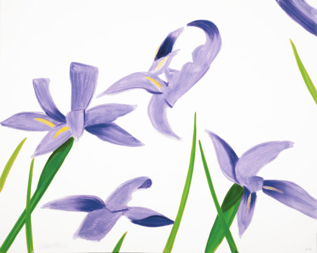 Purple Irises on White